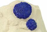 Vibrant Blue Azurite Suns on Siltstone - Australia #287967-1